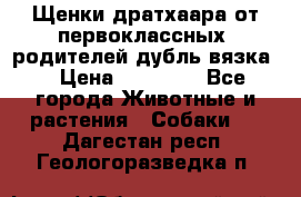 Щенки дратхаара от первоклассных  родителей(дубль вязка) › Цена ­ 22 000 - Все города Животные и растения » Собаки   . Дагестан респ.,Геологоразведка п.